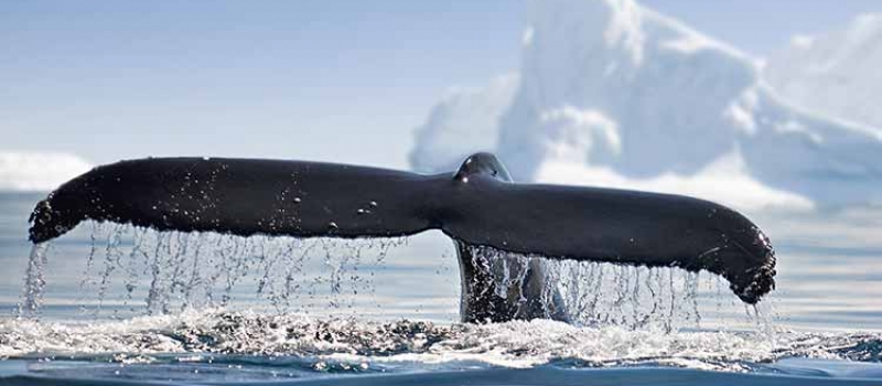 Antarctica Antarctica